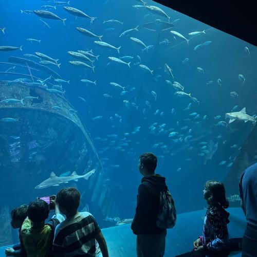 Ozeaneum